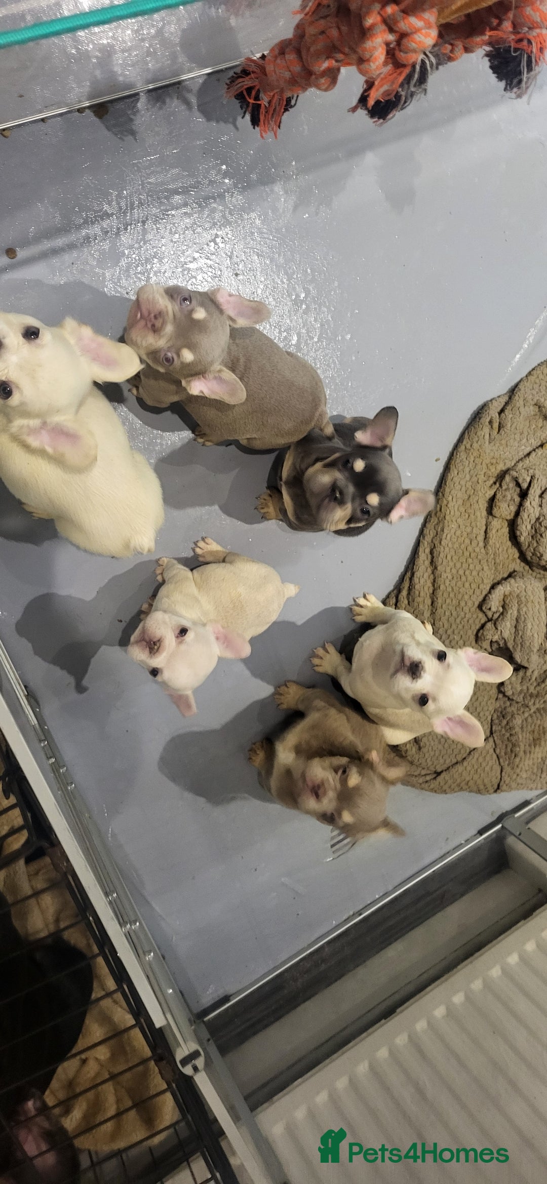 French Bulldog dogs for sale: New shade french bulldogs - Advert 27