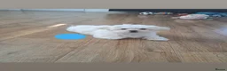Maltese dogs for sale: 🐾❤️Beautiful Maltese Puppies For Sale❤️🐶 - Advert 15