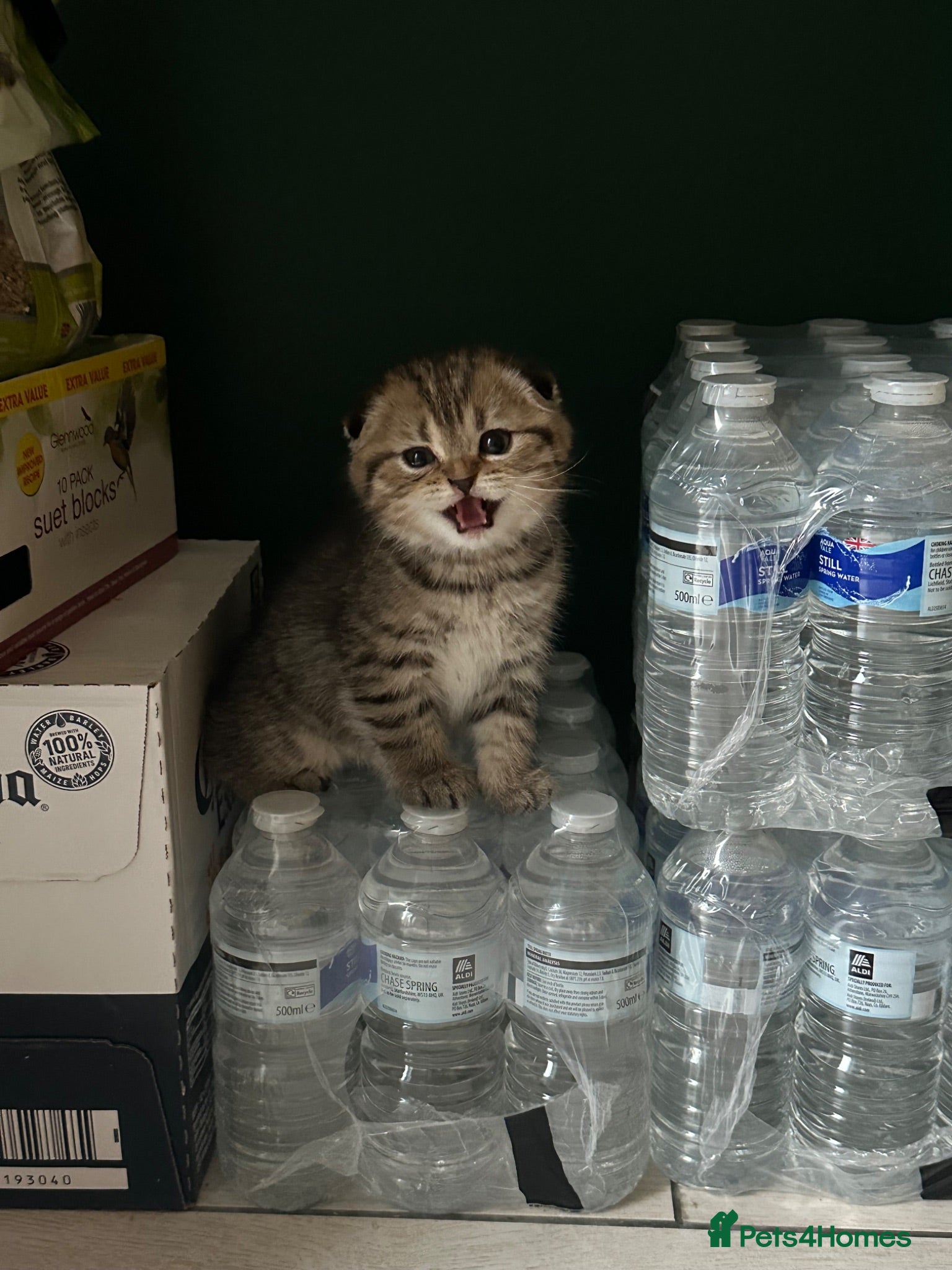 Scottish Fold cats Beautiful Scottish Fold Kittens  - Advert 1