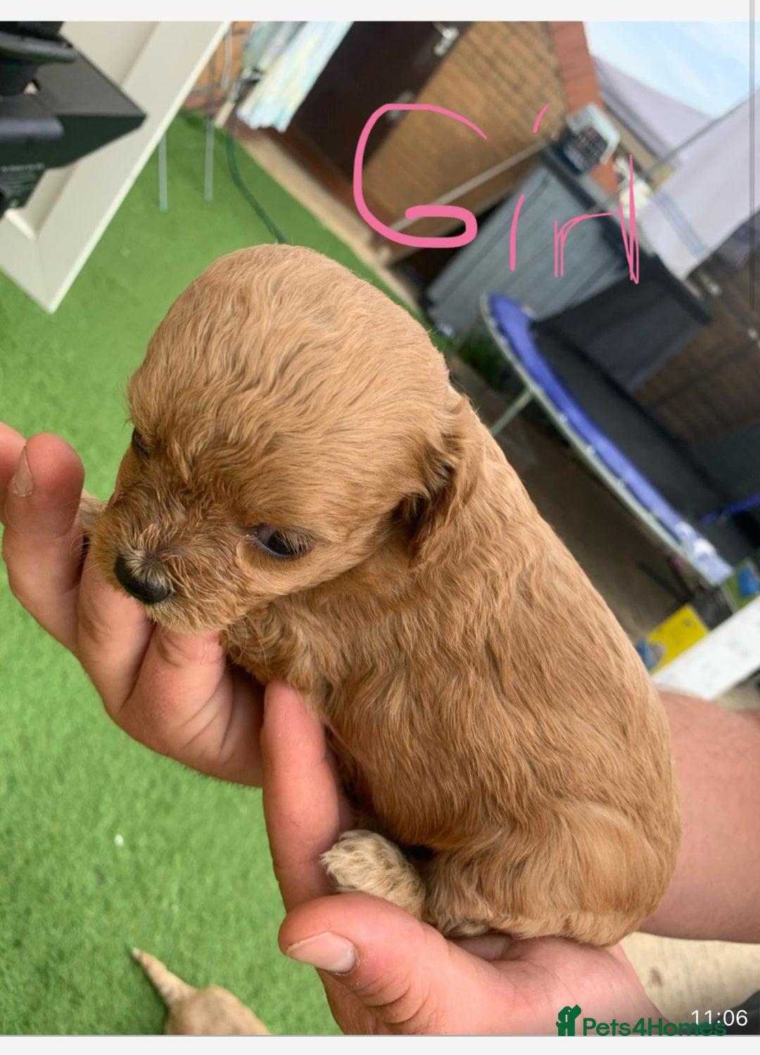 Cavapoo dogs for sale: Cavapoo - Image 7
