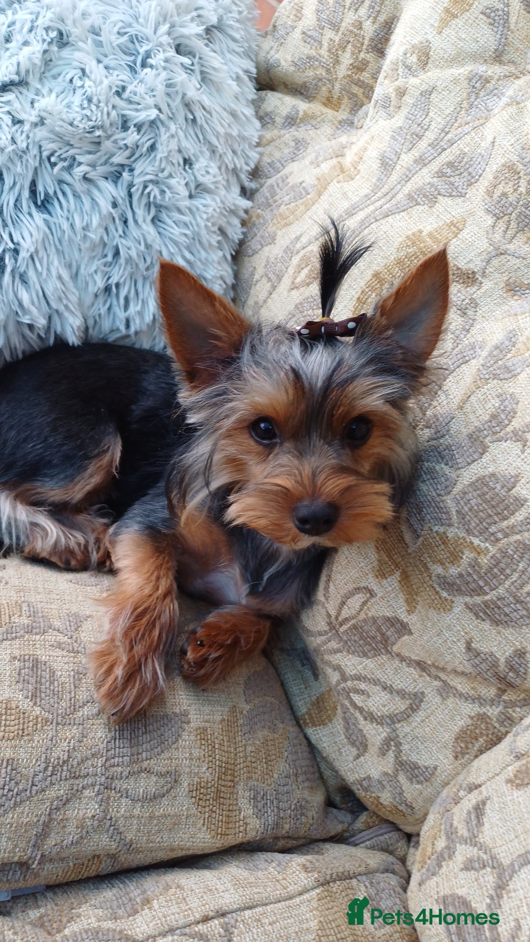 Yorkshire Terrier dogs for sale: Gorgeous puppies❤️❤️🩵🩵 - Advert 25