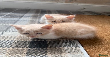 Ragdoll cats - Advert 15