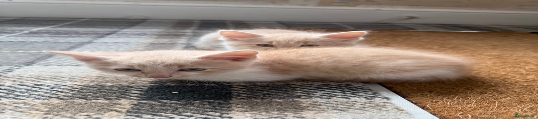 Ragdoll Kitten 4