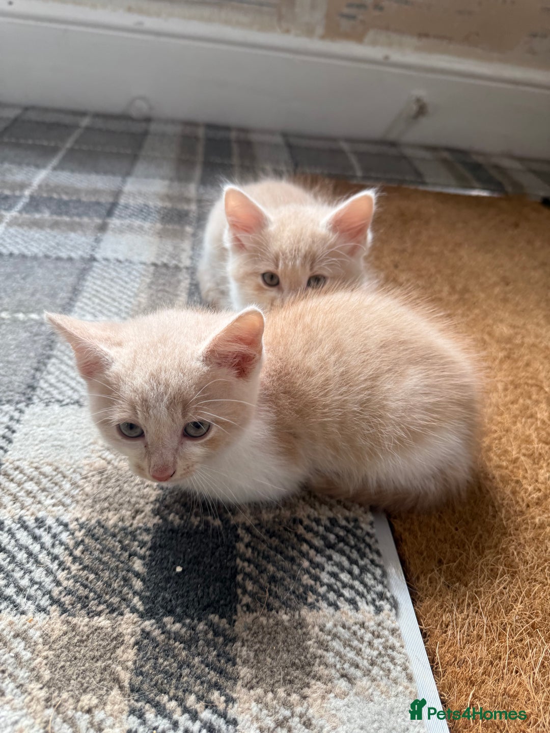 Ragdoll cats for sale: Part rag doll cream/white boy kittens ready now - Image 2