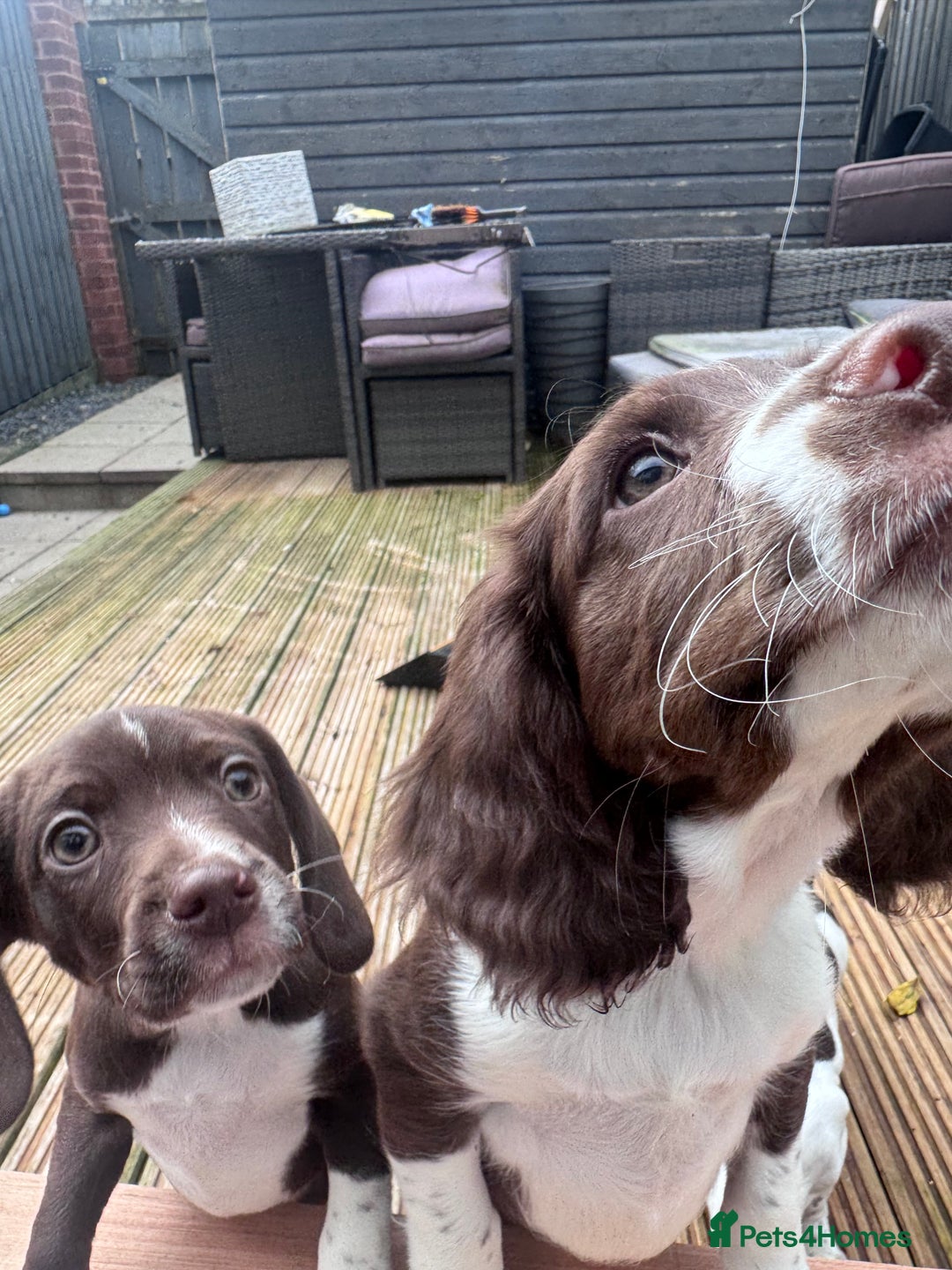Mixed Breed dogs for sale: Chi sprocker  - Advert 33