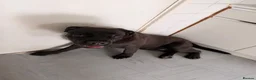 Cane Corso dogs for sale: Need rehome for cane corso 8 month old  - Advert 2