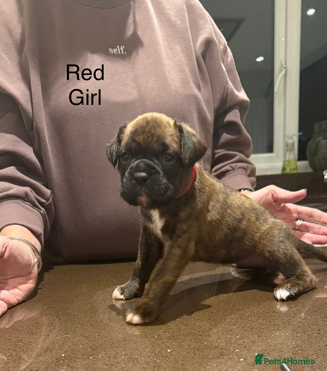 Boxer dogs for sale: Boxer Puppies  - Advert 10