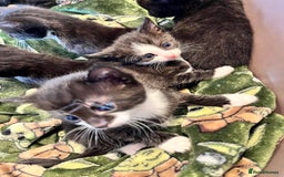 Mixed Breed cats for sale: Kittens for sale - Image 2