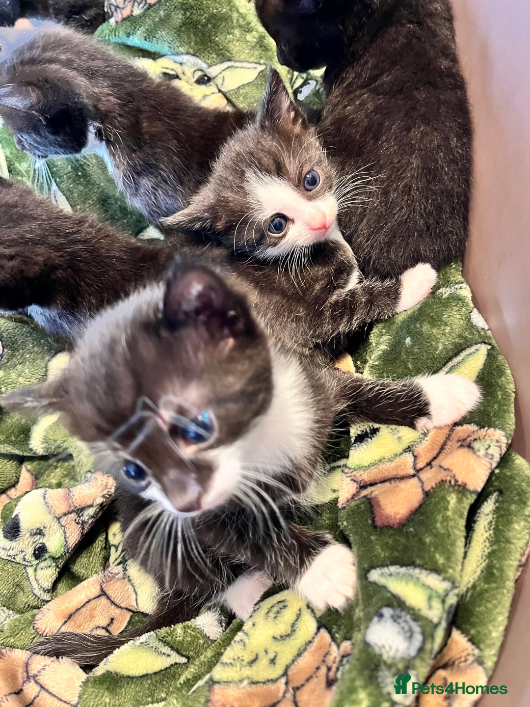 Mixed Breed cats for sale: Kittens for sale - Image 2