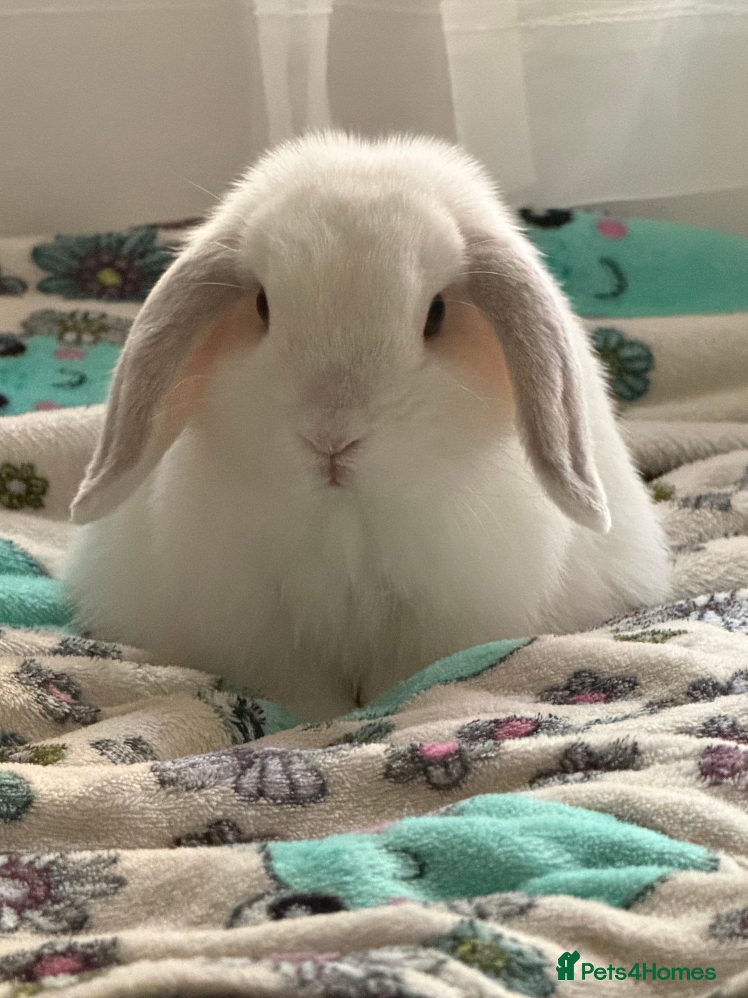 Mini Lop rabbits for sale: White mini lop - Advert 1