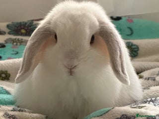 Mini Lop rabbits White mini lop - Advert 1