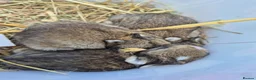 Netherland Dwarf rabbits for sale: Beautifull netherland  dwarf  babys  - Advert 9