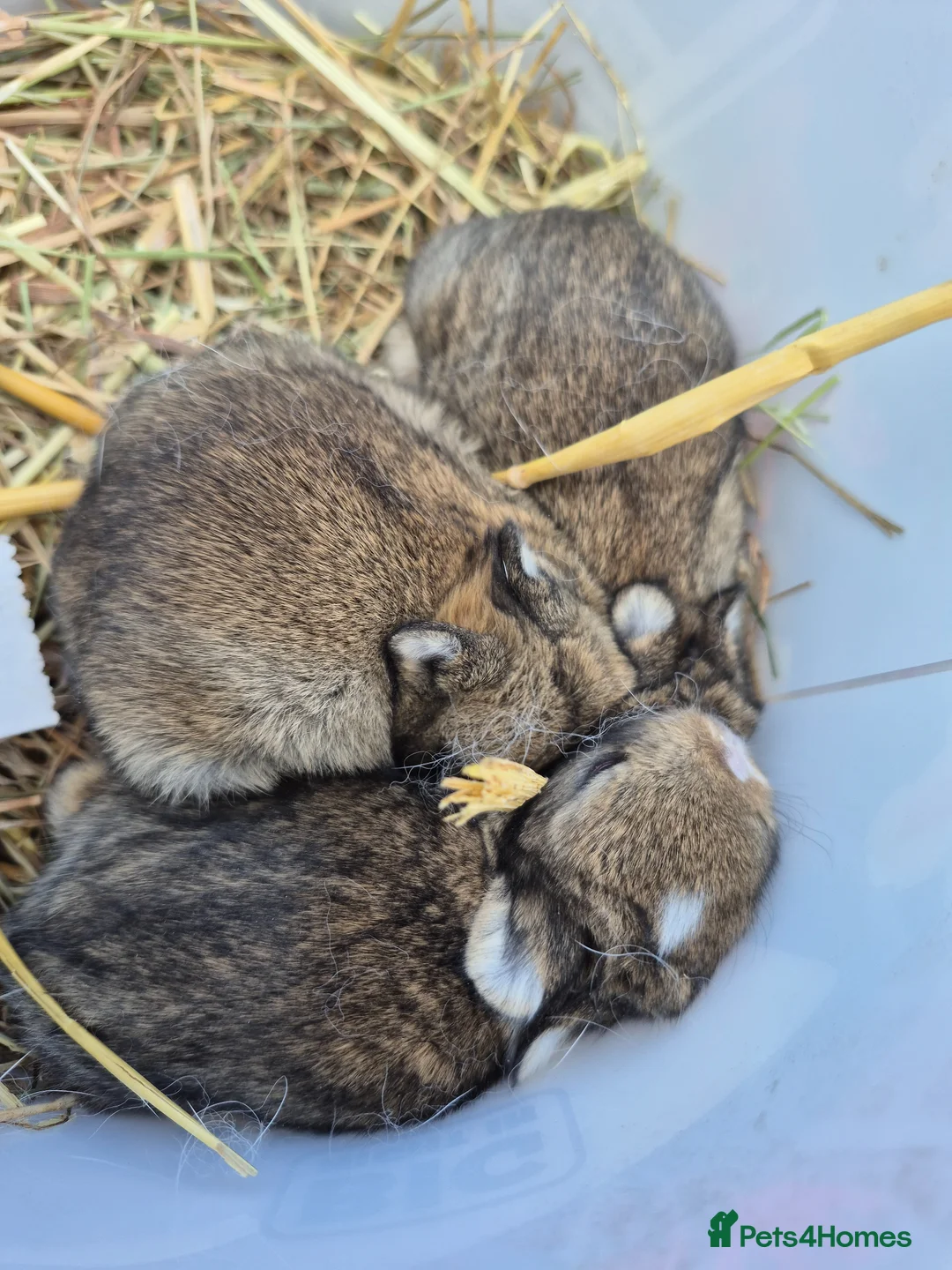 Netherland Dwarf rabbits for sale: Beautifull netherland  dwarf  babys  - Advert 9