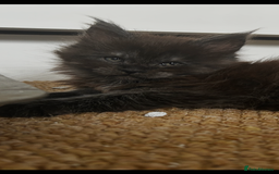 Maine Coon cats for sale: 2 xl tica active mainecoon kittens  - Image 21