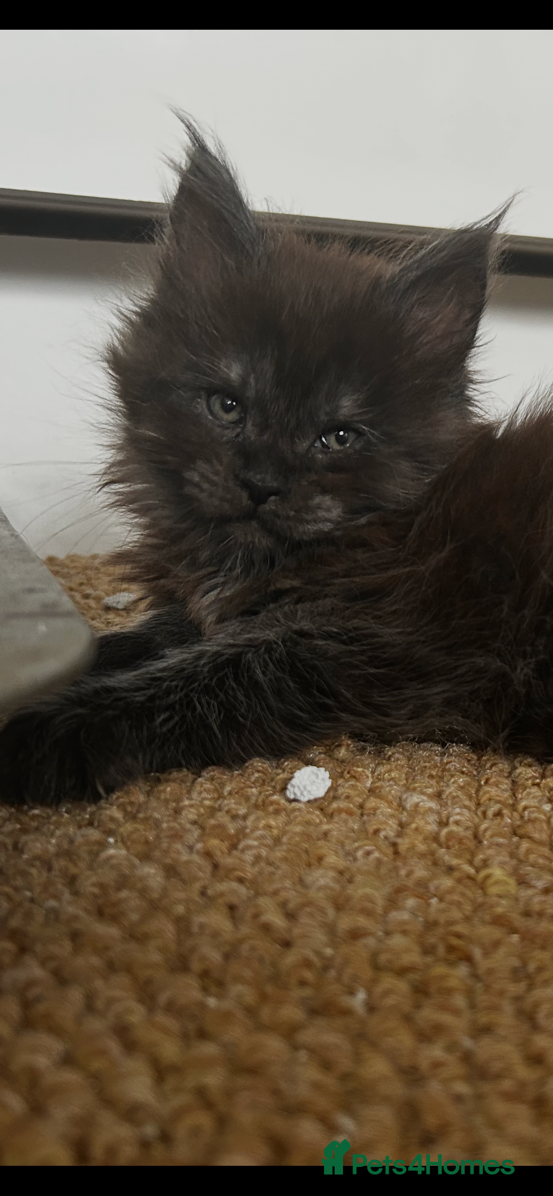 Maine Coon cats for sale: 2 xl tica active mainecoon kittens  - Image 21