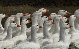 Geese poultry for sale: Embden Geese For Sale  - Image 2