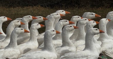 Geese poultry - Advert 9