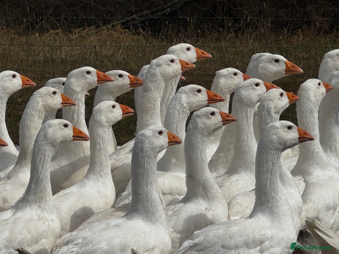 Geese poultry for sale: Embden Geese For Sale  - Image 2
