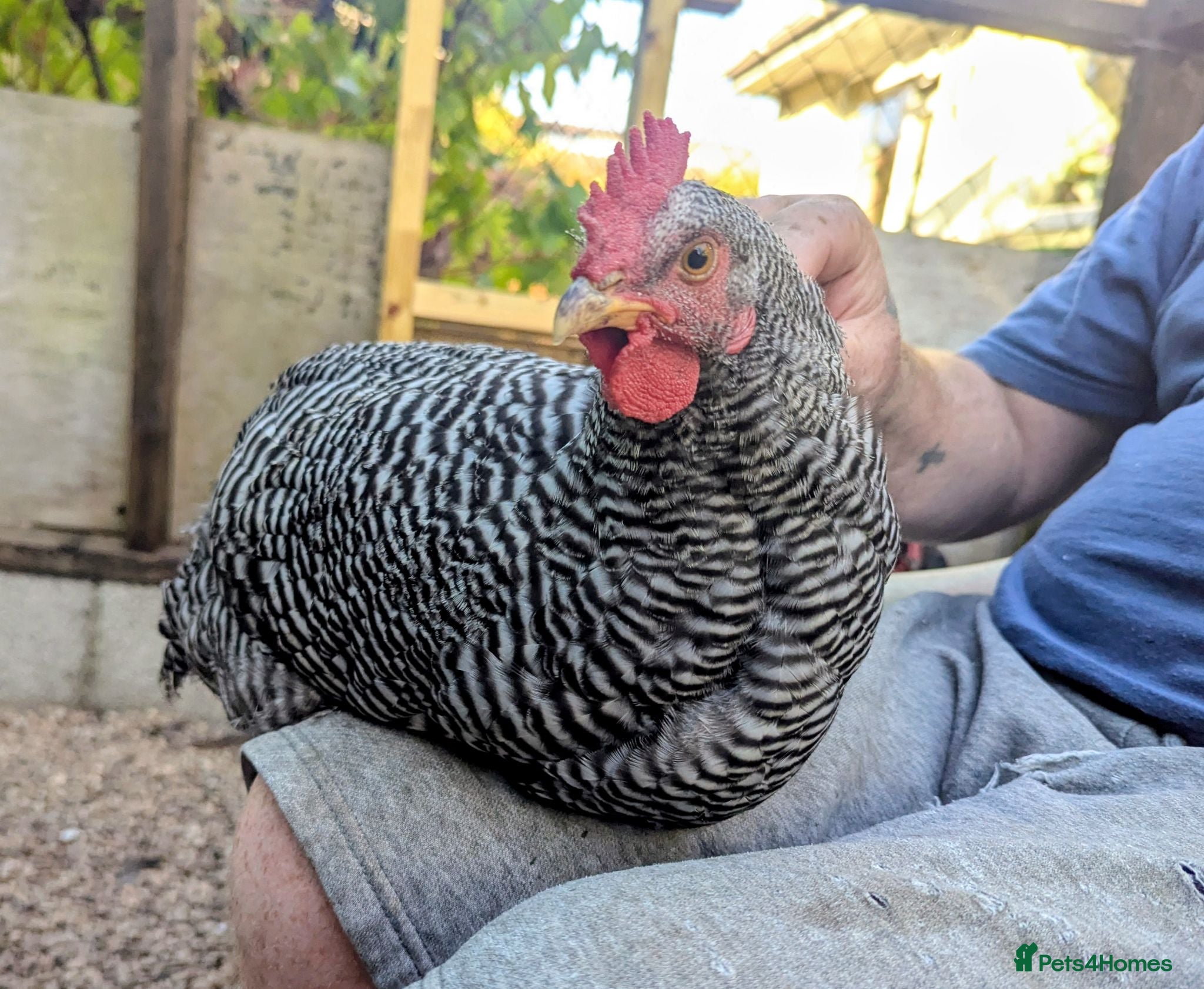 Chickens poultry Pure Breed Barred Plymouth Rock Cockerel - Advert 11