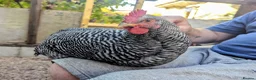 Chickens poultry for sale: Pure Breed Barred Plymouth Rock Cockerel in Winkleigh - Advert 1