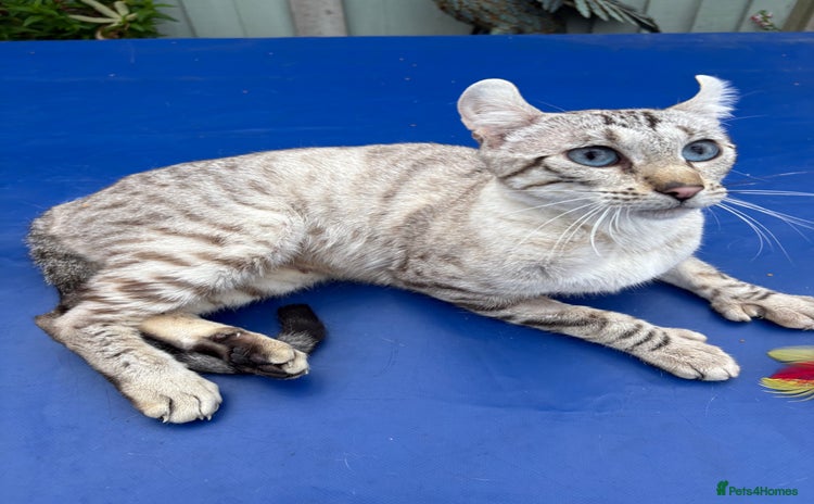 Keetso cats - Advert 1