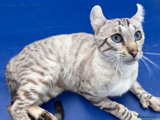 Keetso cats - Advert 2