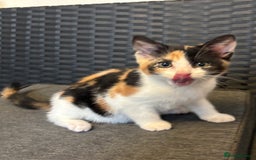 Mixed Breed cats for sale: Selling 3 kittens - Image 6