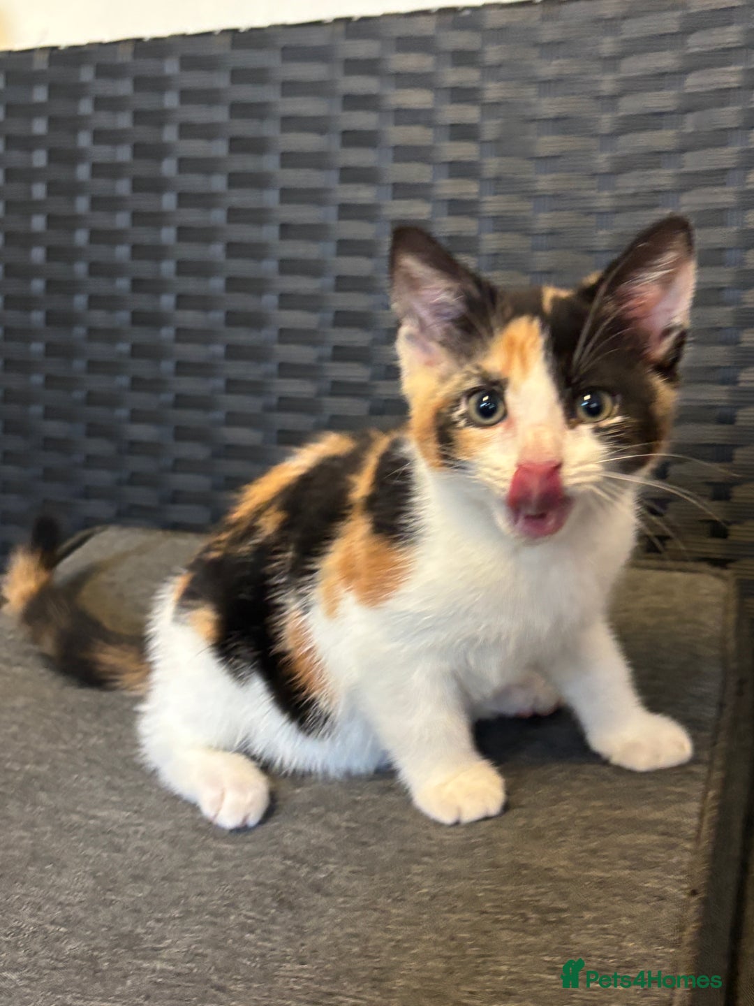Mixed Breed cats for sale: Selling 3 kittens - Image 6