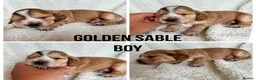 Cocker Spaniel dogs for sale: Outstanding Cocker Spaniel puppies - Advert 6