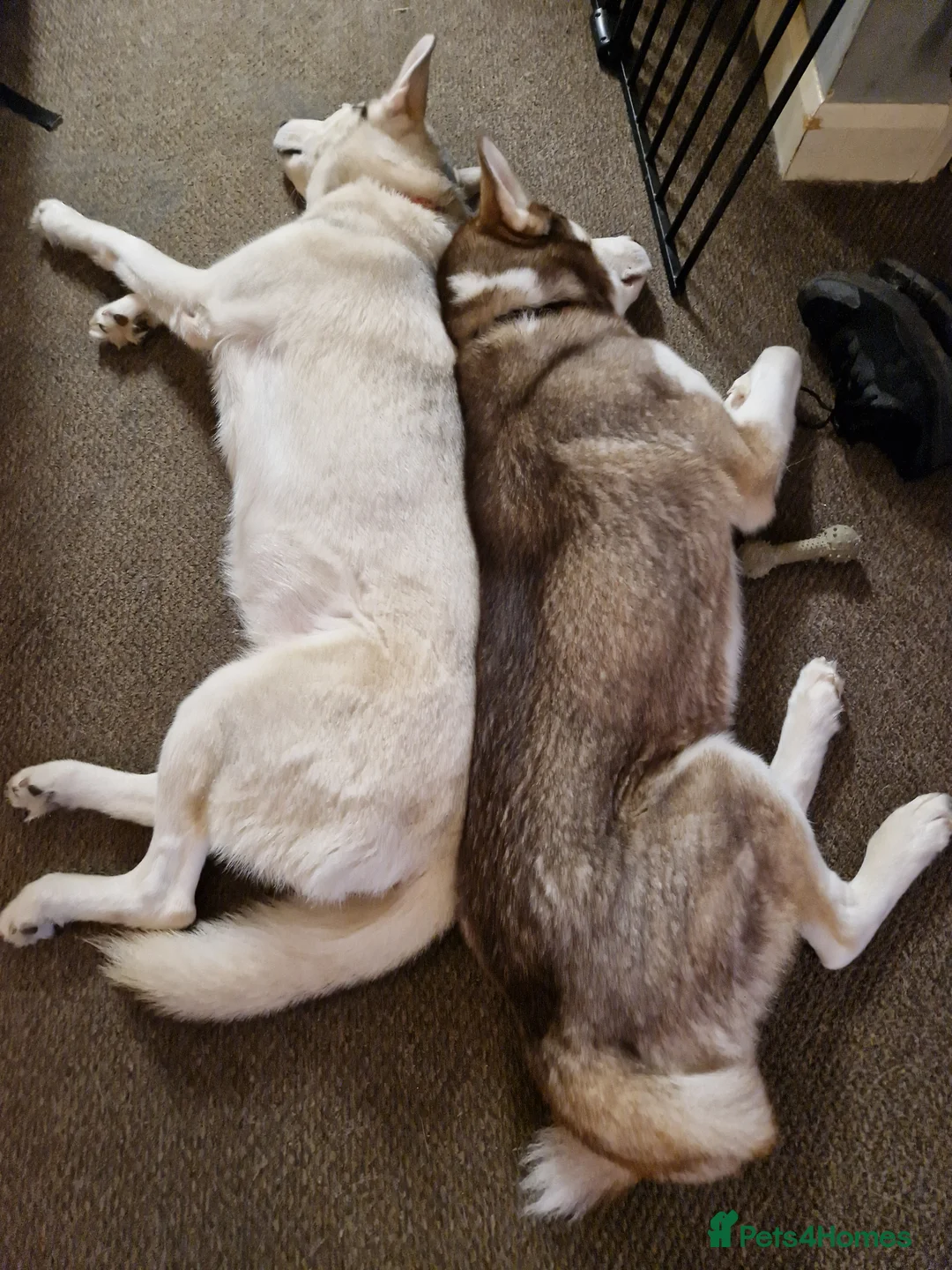 Siberian Husky dogs for sale: Two Siberian Huskys for new homes - Advert 8