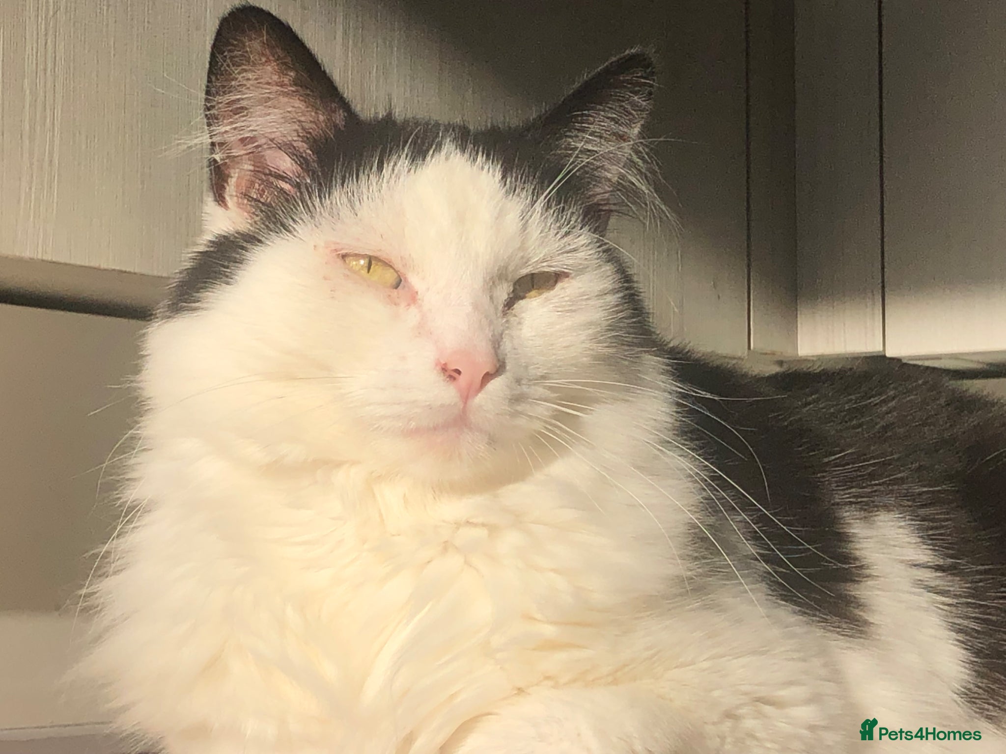 Maine Coon cats 5 year old Frank Maine Coone - Advert 1