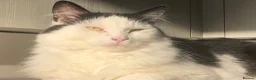 Maine Coon cats for sale: 5 year old Frank Maine Coone in Chippenham - Advert 1