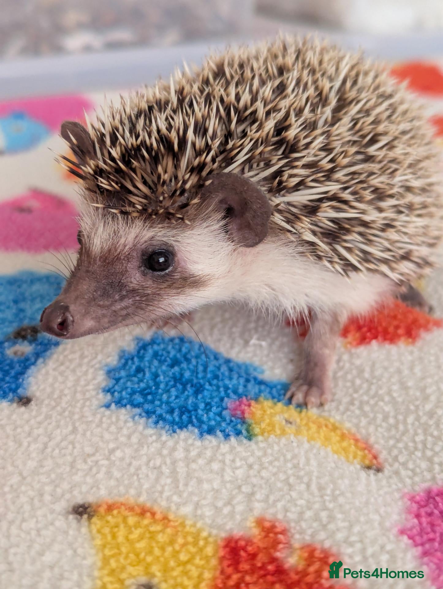 Pygmy Hedgehog rodents 10 Week Old Baby Hoglets REDUCED £190!!!! - Advert 1