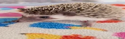 Pygmy Hedgehog rodents for sale: 10 Week Old Baby Hoglets REDUCED TO £220 - Advert 6