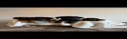 Mixed Breed dogs for sale: Gorgeous Jackapoo puppies  - Advert 2