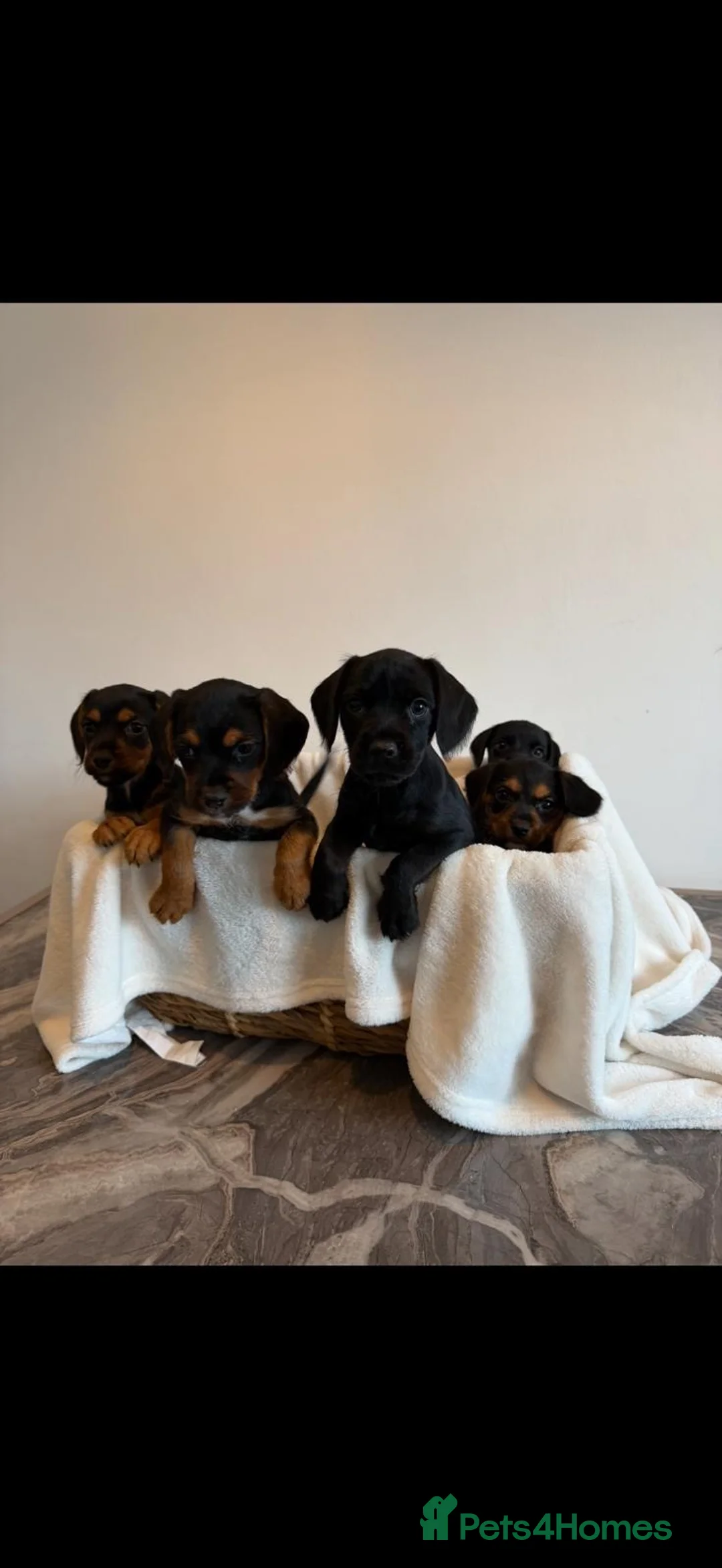 Mixed Breed dogs for sale: Gorgeous Jackapoo puppies  - Advert 2