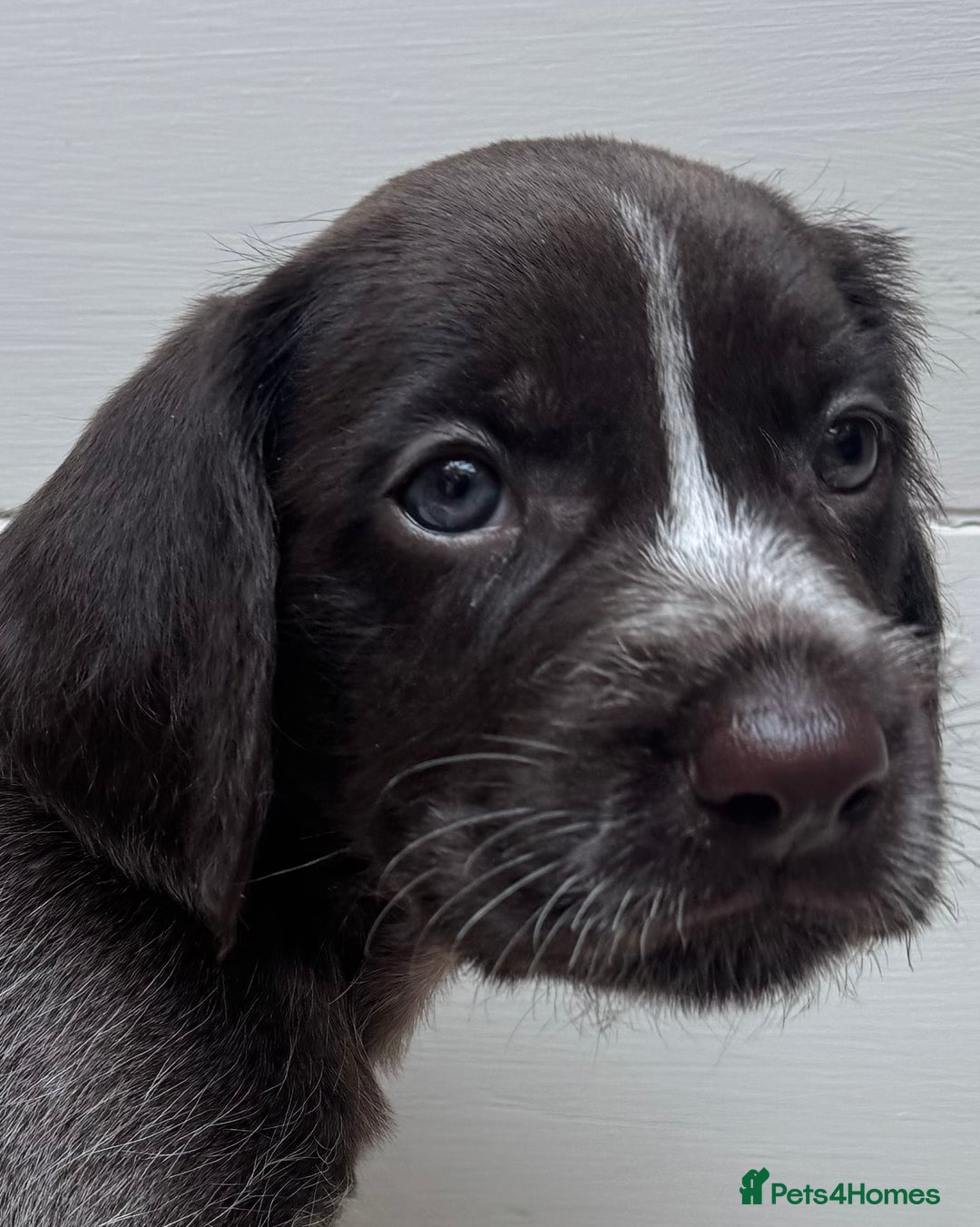 German Wirehaired Pointer dogs for sale: German Wire-haired Pointers of sale - Image 1