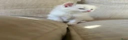 Ragdoll cats for sale: Beautiful Ragdoll Siamese Kittens in Aylesford - Advert 9