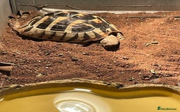 Hermann Tortoise reptiles for sale: Male Hermann tortoise  - Image 1