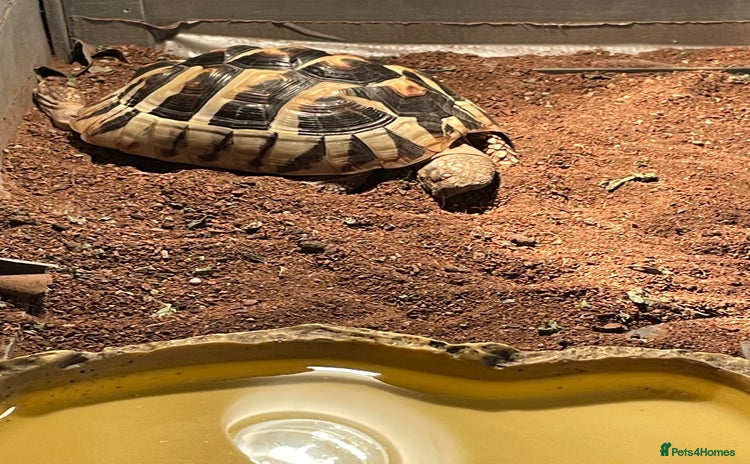 Hermann Tortoise reptiles - Advert 1