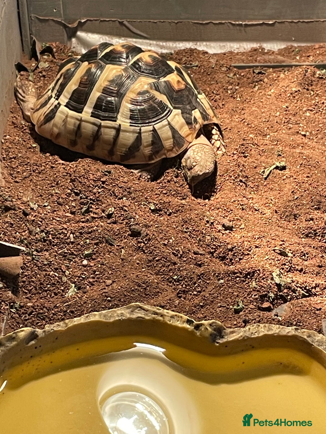 Hermann Tortoise reptiles for sale: Male Hermann tortoise  - Image 1