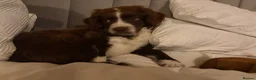 Mixed Breed dogs for sale: Arlow - Advert 4