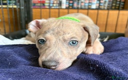 Mixed Breed dogs for sale:  Beautiful Whiggys Whippet X Italian Greyhound  - Image 2