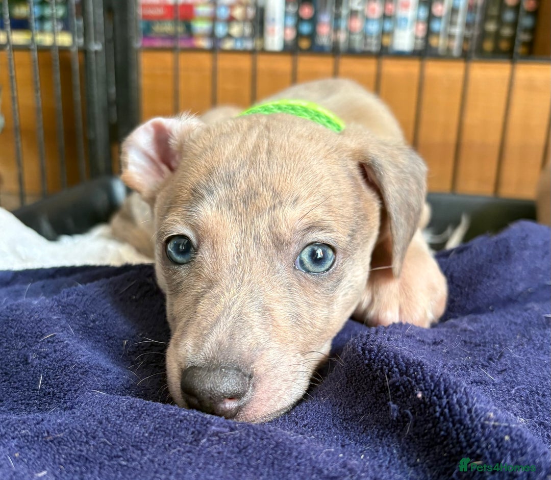 Mixed Breed dogs for sale:  Beautiful Whiggys Whippet X Italian Greyhound  - Image 2
