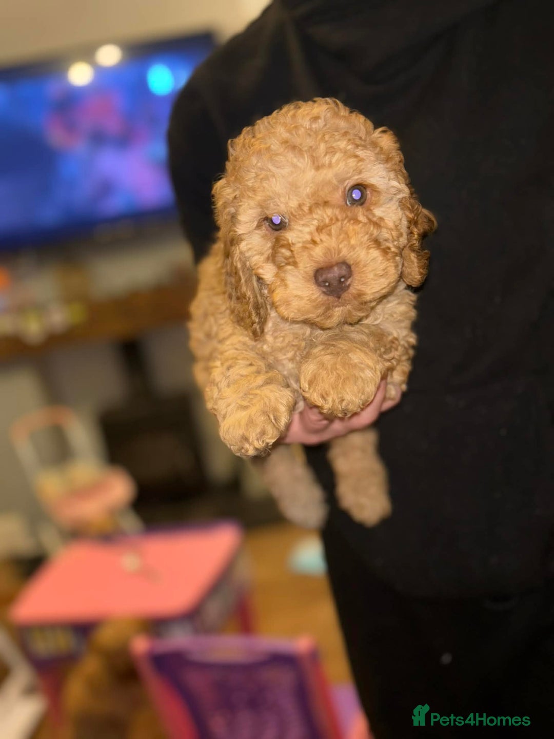 Cockapoo dogs for sale: ***BEAUTIFUL F1B COCKAPOOS*** - Advert 19