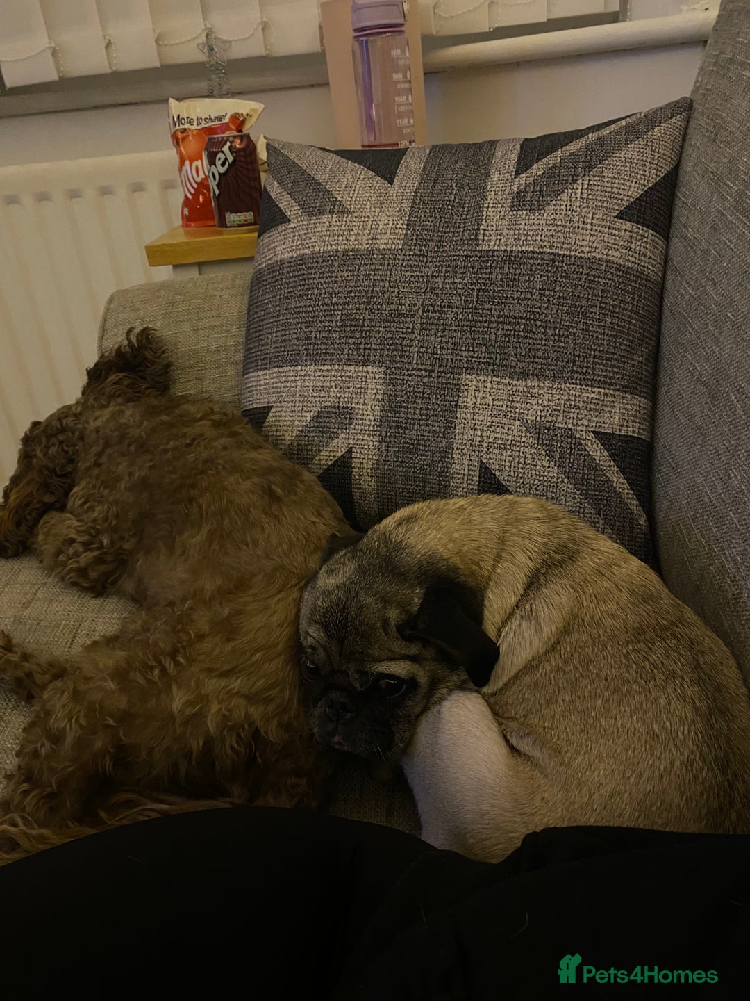 Pug dogs for sale: The sweetest 8 year old Female Pug  - Advert 10