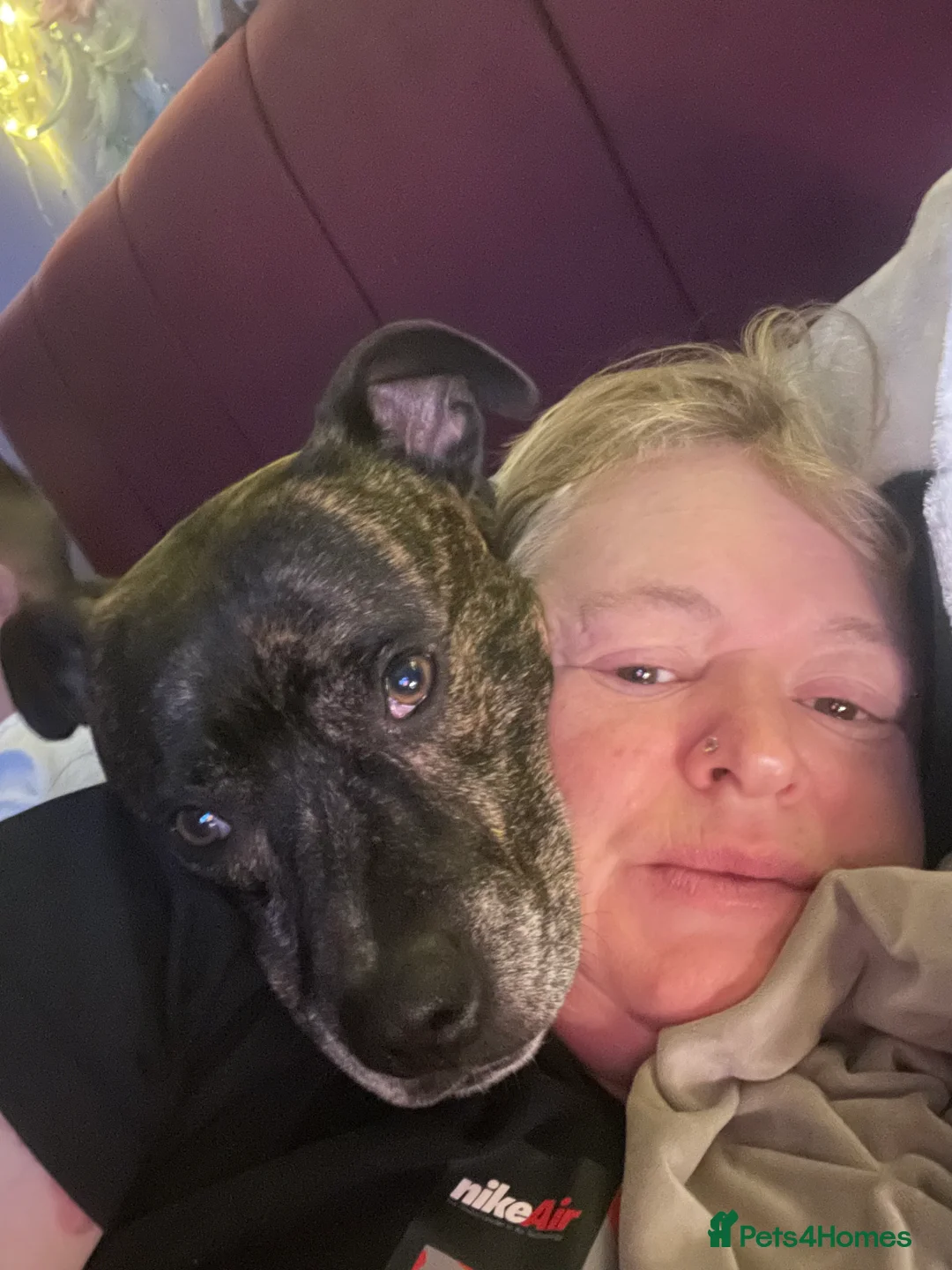 Mixed Breed dogs for sale: Marley - Advert 1