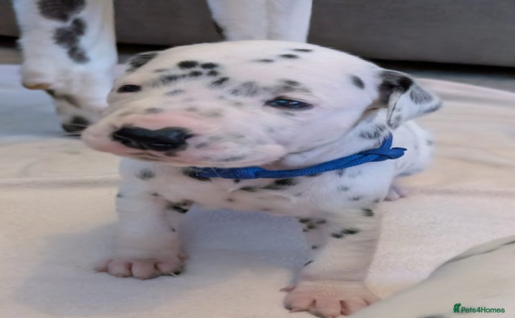 Dalmatian dogs - Advert 2