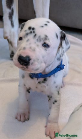 Dalmatian dogs - Advert 2