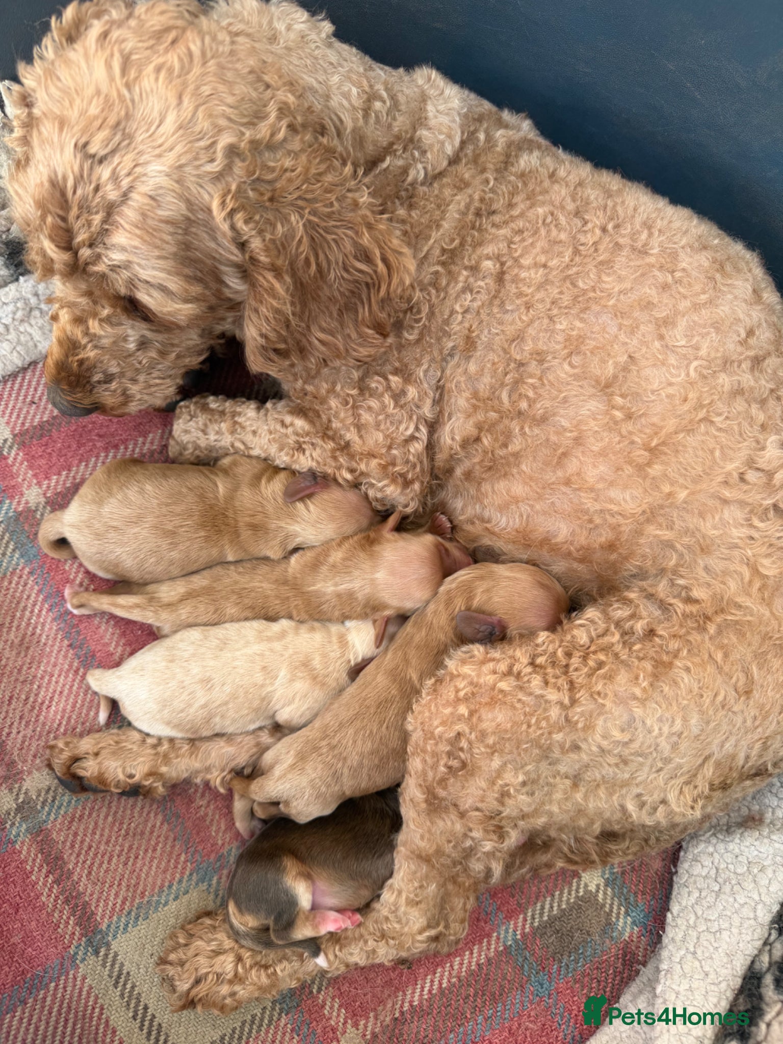 Cockapoo dogs Cockapoo f1 pups  - Advert 3